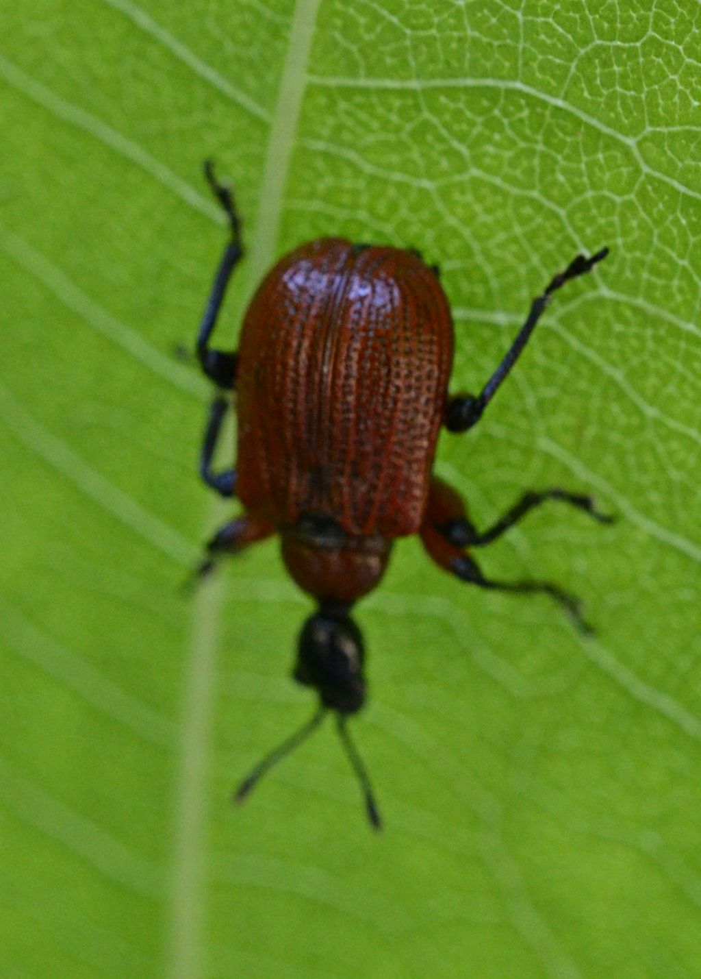 Pyrochroidae? - No. Apoderus coryli (Attelabidae)